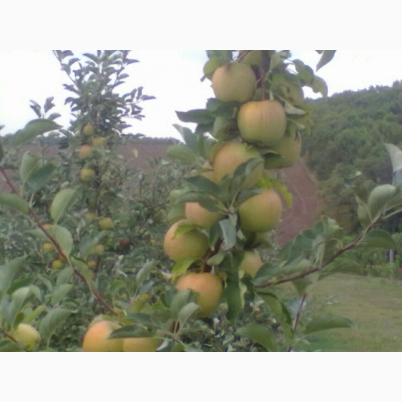 Фото 5. Яблука оптом з саду