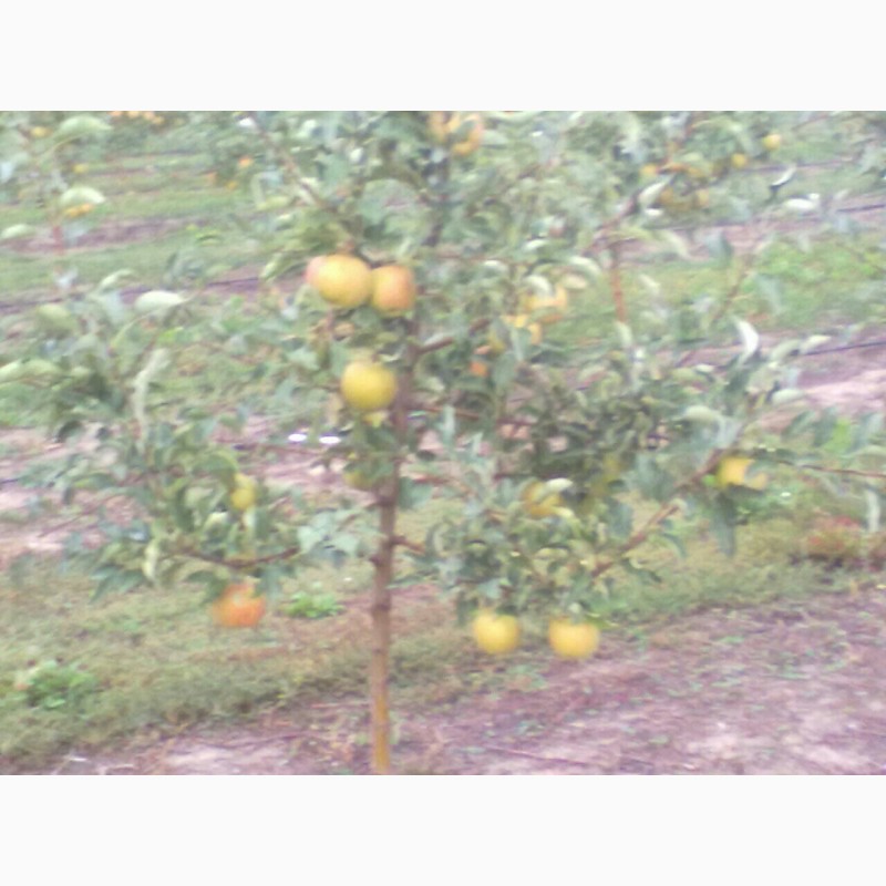 Фото 6. Яблука оптом з саду