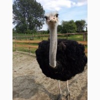Продам черных африканских страусов