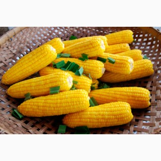 Продам семена кукурузы Полтава, ФАО 270