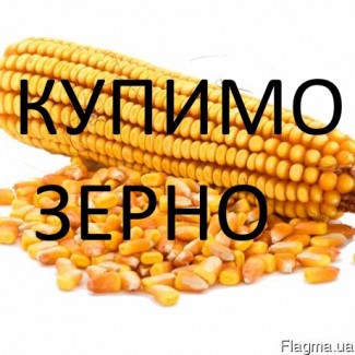 Компанія закупляє кукурудзу в Закарпатській, Чернівецькій та Івано-Франківській областях