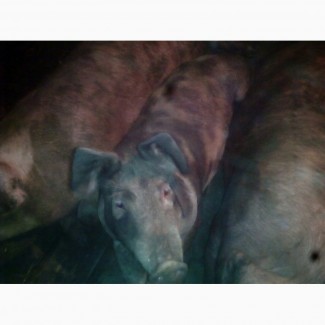 Продам своих свиней живым весом
