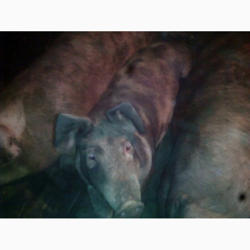 Продам своих свиней живым весом