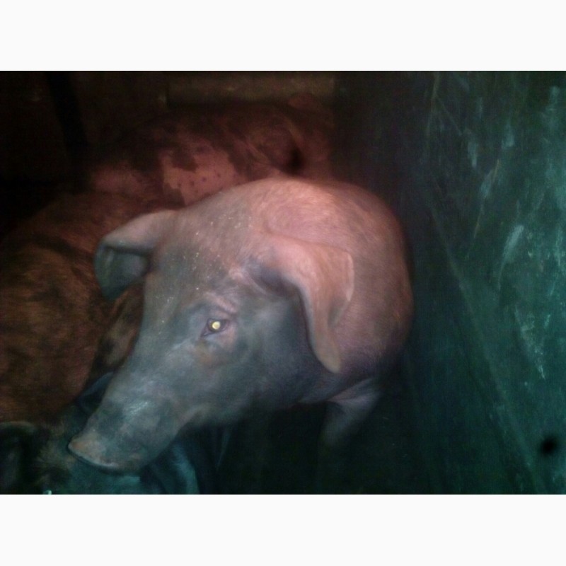 Фото 2. Продам своих свиней живым весом