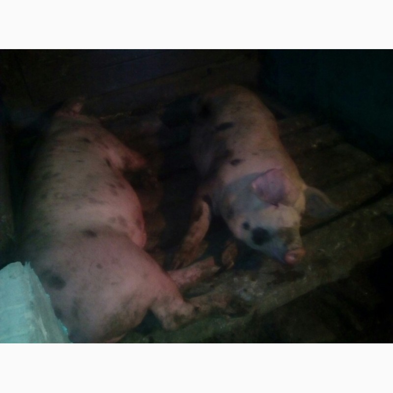 Фото 3. Продам своих свиней живым весом