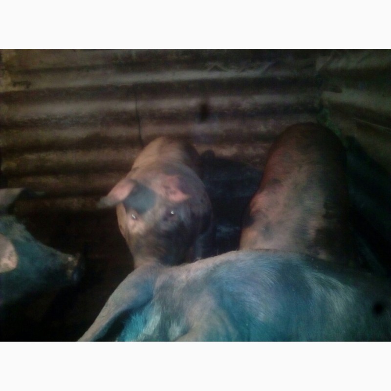 Фото 4. Продам своих свиней живым весом