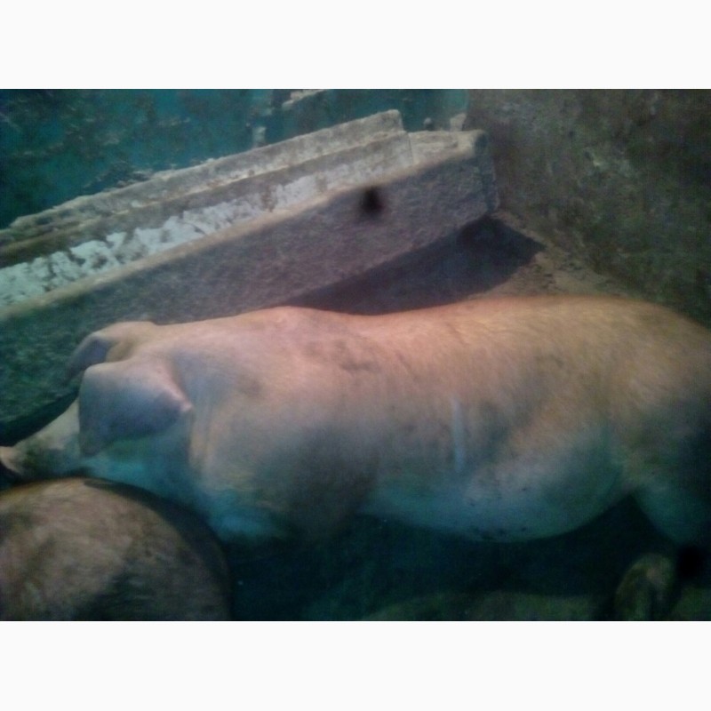 Фото 5. Продам своих свиней живым весом