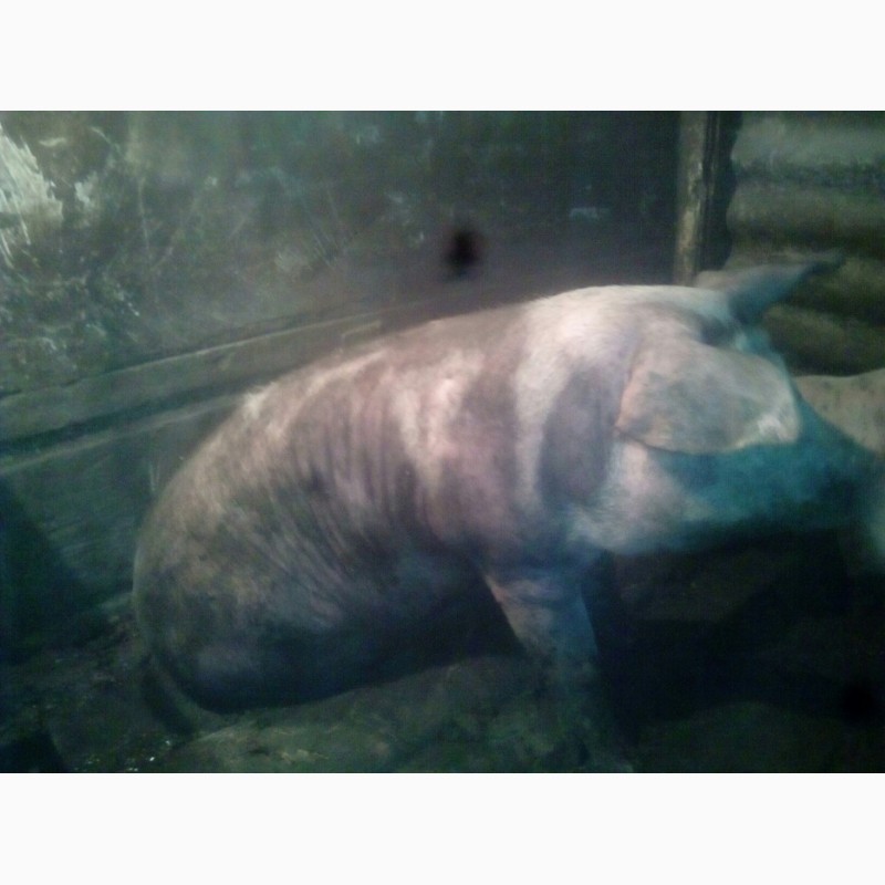 Фото 6. Продам своих свиней живым весом