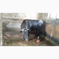 Продам биків на м#039;ясо