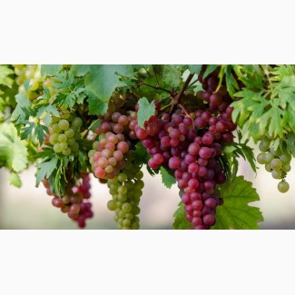 Закупка винограда оптом