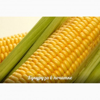 Пшеница кукуруза экспорт