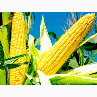 ВН 6763 (ФАО 320) посівний матеріал кукурудзи