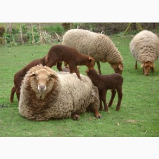 Закупаем дорого бараны овцы козы крс