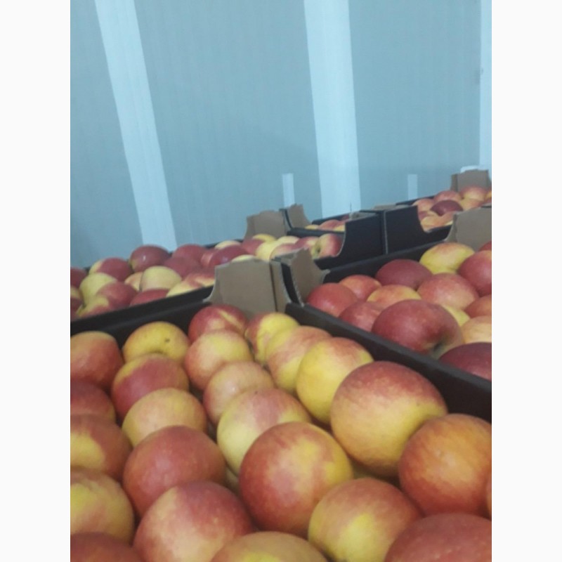 Фото 3. Продам яблоки Golden, Idared 2ой сорт