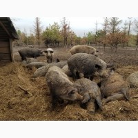 Продам свиней живой вес