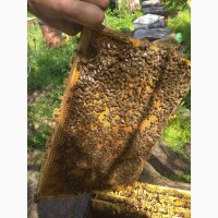 Пчелы пчелосемьи