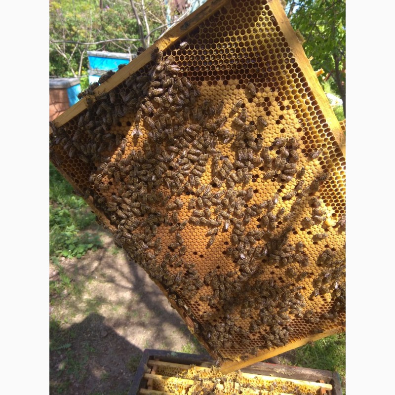 Фото 2. Пчелы пчелосемьи