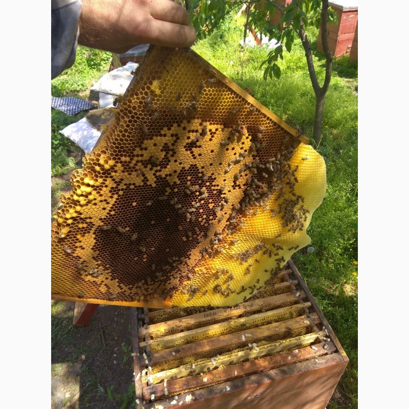 Фото 3. Пчелы пчелосемьи