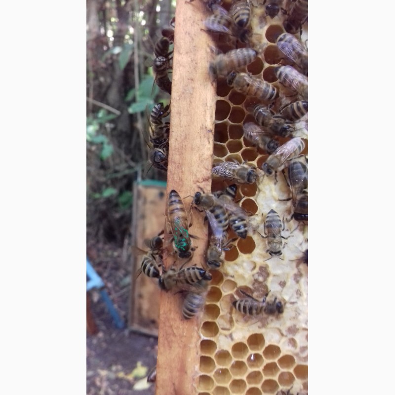 Фото 2. Продам пчелосемьи