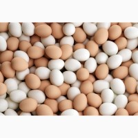 Покупаем яйца, яичный порошок для экспорта по Украине