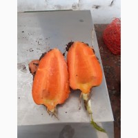 Морковь на корма