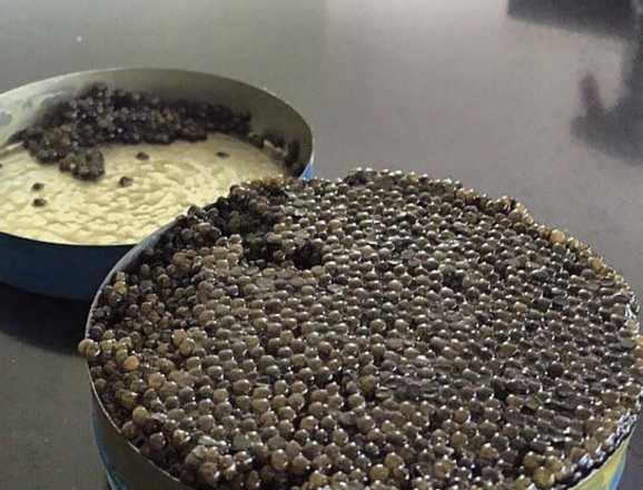 Фото 4. Caviar caspian Продам Настоящую чёрную икру осетра