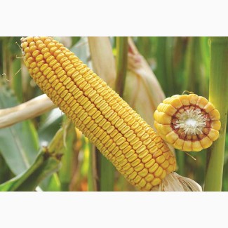 Семена кукурузы Адель, ФАО 210