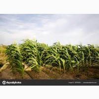 Закупим кукурузу по всей Украине