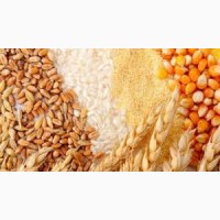 Купить зерно и зерновые Украинского происхождения