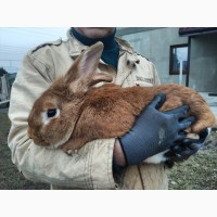 Продам кроля Бургундця (самець)