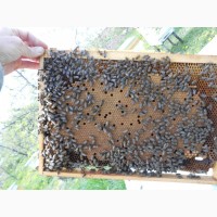 Бджолопакети Карпатки залишилось 10 шт