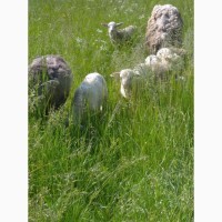 Овцы вівці Мериноси і Романовці.Баранина на мясо