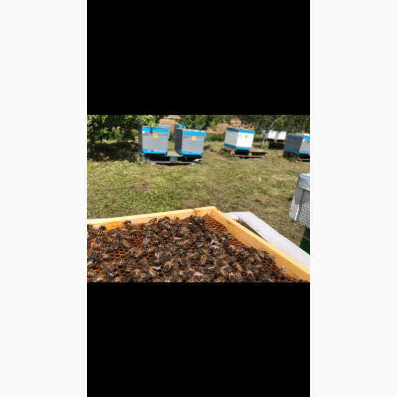 Фото 2. Продам бджолосімї, бджоли, пчели