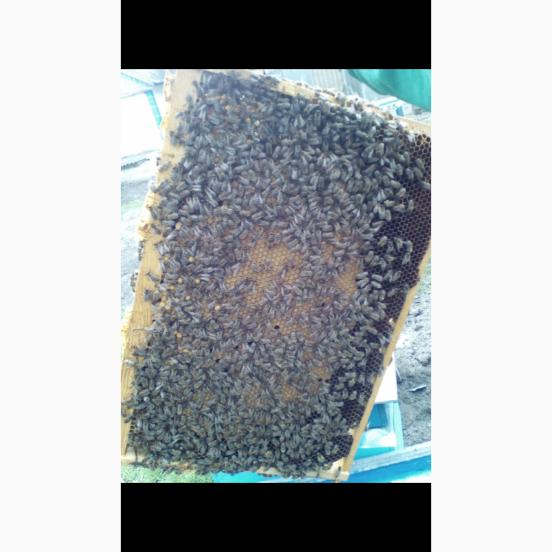 Фото 4. Продам бджолосімї, бджоли, пчели