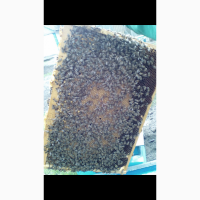 Продам бджолосімї, бджоли, пчели