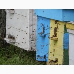 Бджолосім’ї, бджолопакети 2022