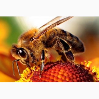 Продається високоякісний мед з власносної пасіки СОНЯШНИКОВИЙ, Чернігівська область