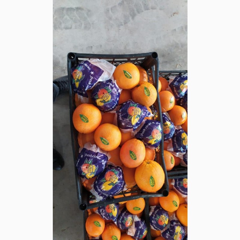 Фото 6. Оптовые апельсины