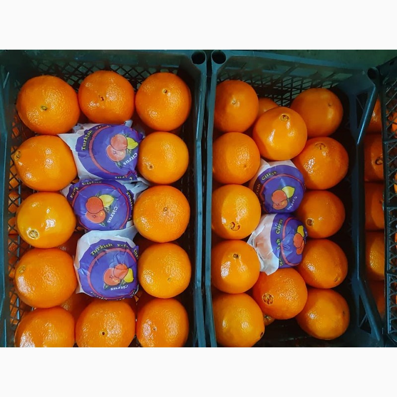 Фото 7. Оптовые апельсины