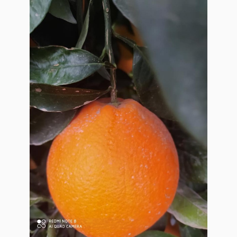 Фото 9. Оптовые апельсины