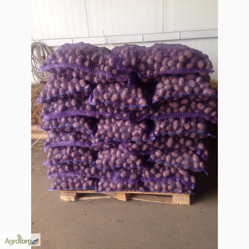 Фото 2. Продам оптом товарный картофель, урожай 2017