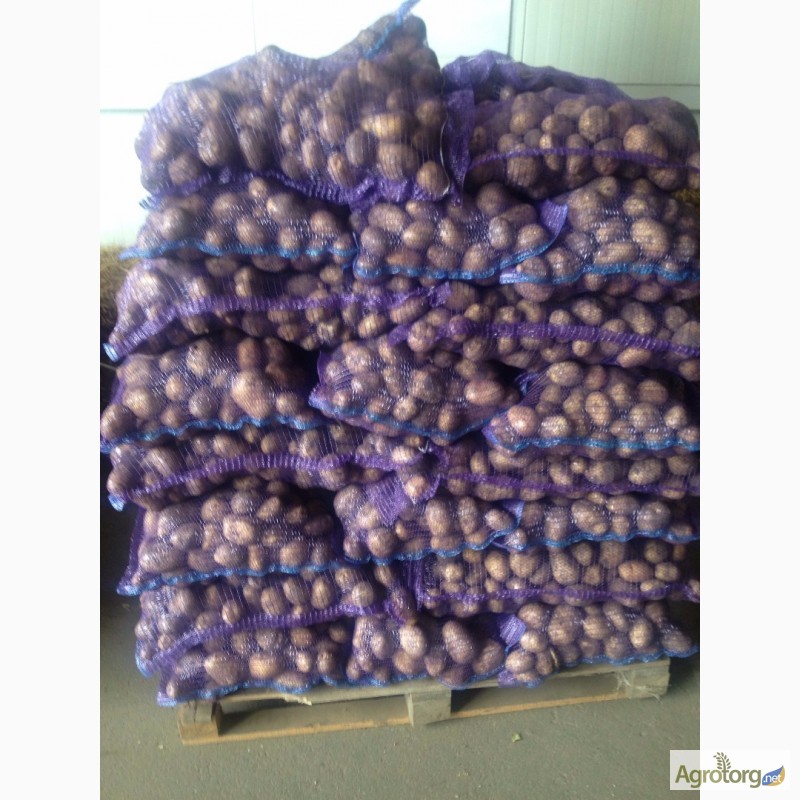 Фото 3. Продам оптом товарный картофель, урожай 2017