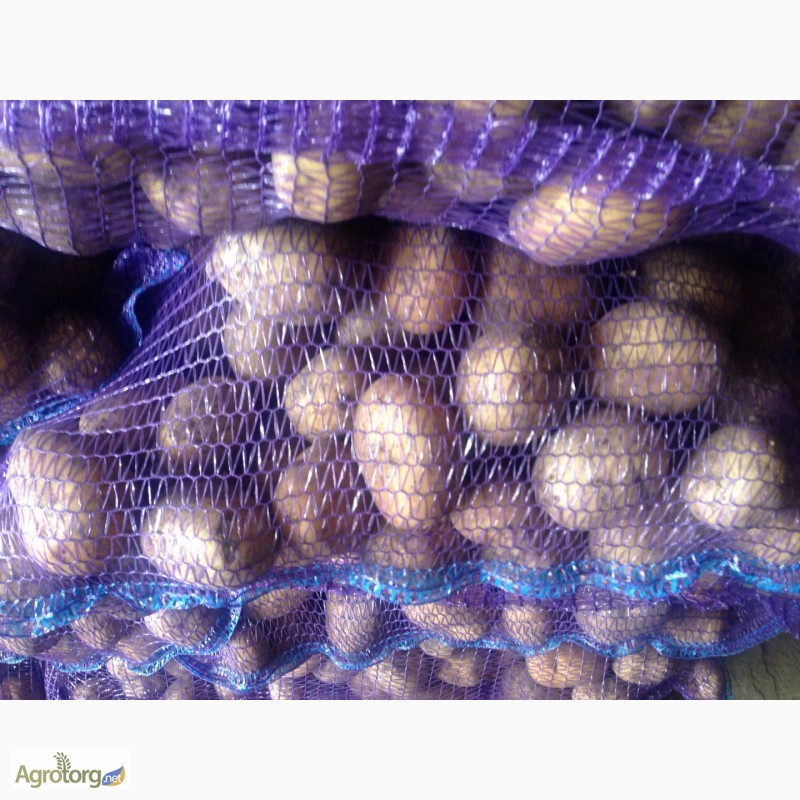 Фото 6. Продам оптом товарный картофель, урожай 2017