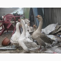 Продам взрослых гусей породы Легард