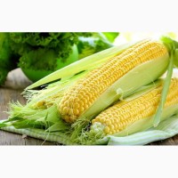 Насіння кукурудзи ( іноземна селекція Франція)