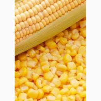 Закуповуємо кукурудзу в Сумах і області