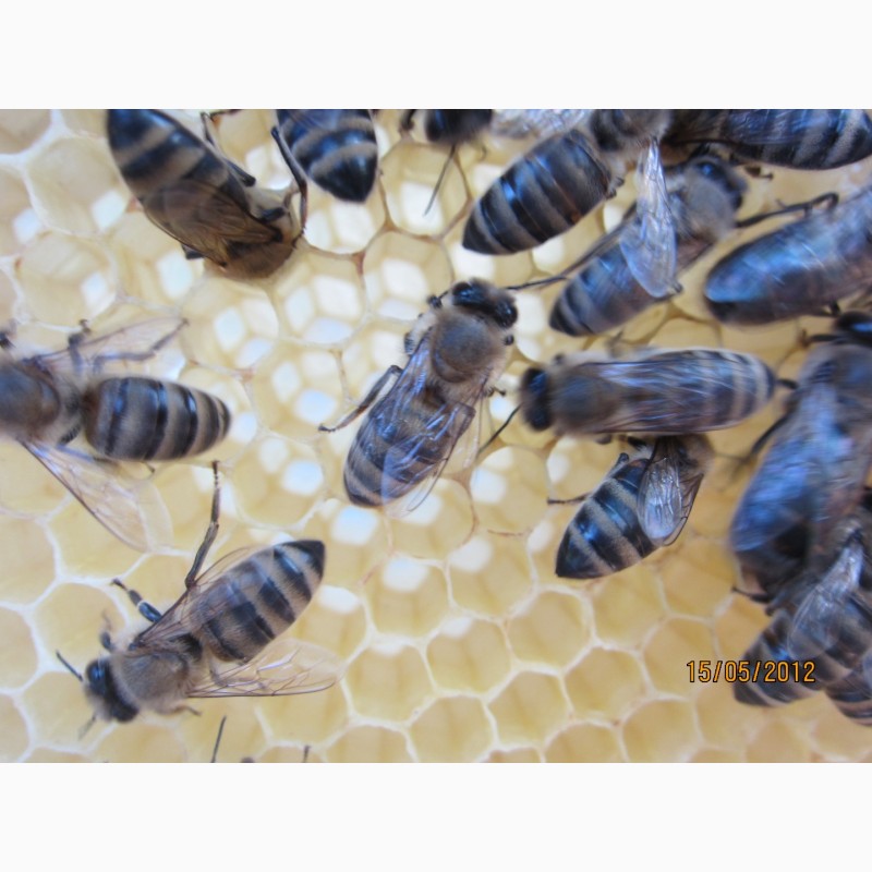 Фото 2. Продам бджолопакети