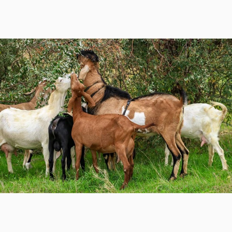 Фото 2. Продам кози-козенята! Вязка Англо Нубійського 100% козла