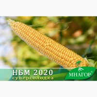 Семена кукурузы НБМ 2020 F1
