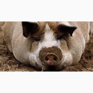 Продам свиней живым весом 1, 2 котегории